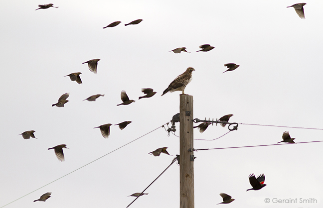 Swainson's Hawk and Red-winged Blackbirds, Maxwell NWR, NM